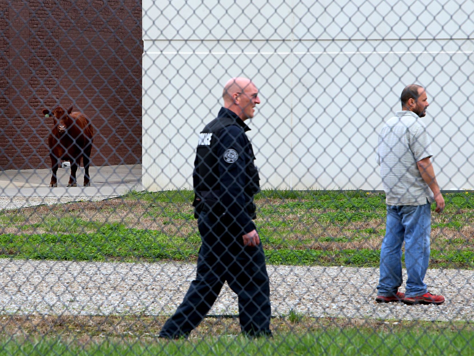 Heifer breaks for freedom
